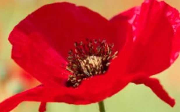 poppy